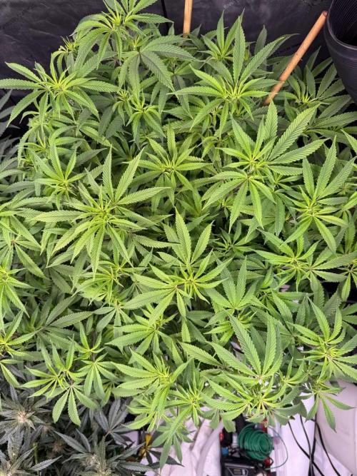 Blueberry Runtz-Clone. Week 8 - Day 52