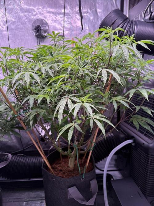 Blueberry Runtz-Clone. Week 8 - Day 52
