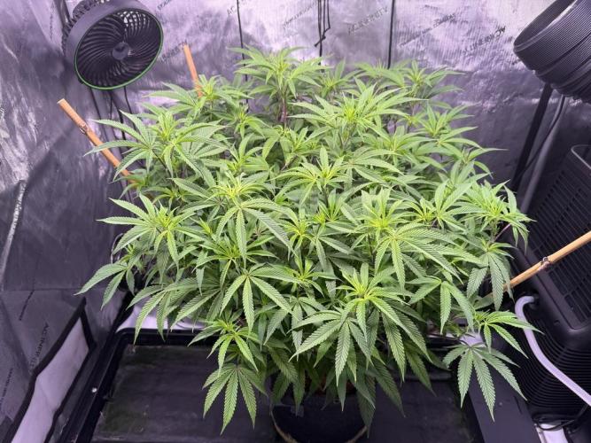 Blueberry Runtz-Clone. Week 8 - Day 53