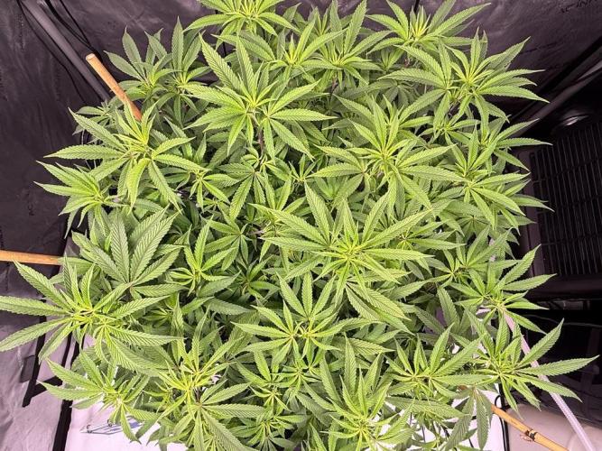 Blueberry Runtz-Clone. Week 8 - Day 53