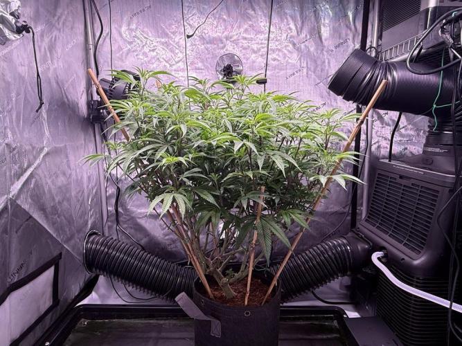 Blueberry Runtz-Clone. Week 8 - Day 53