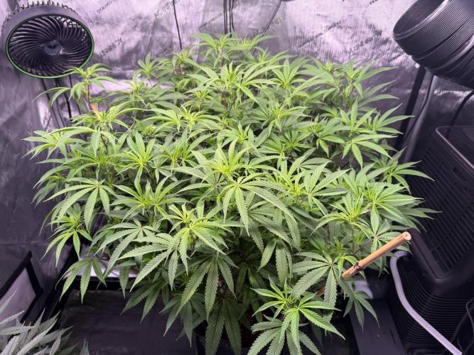 Blueberry Runtz-Clone. Week 8 - Day 54