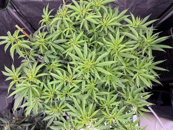 Blueberry Runtz-Clone. Week 8 - Day 54