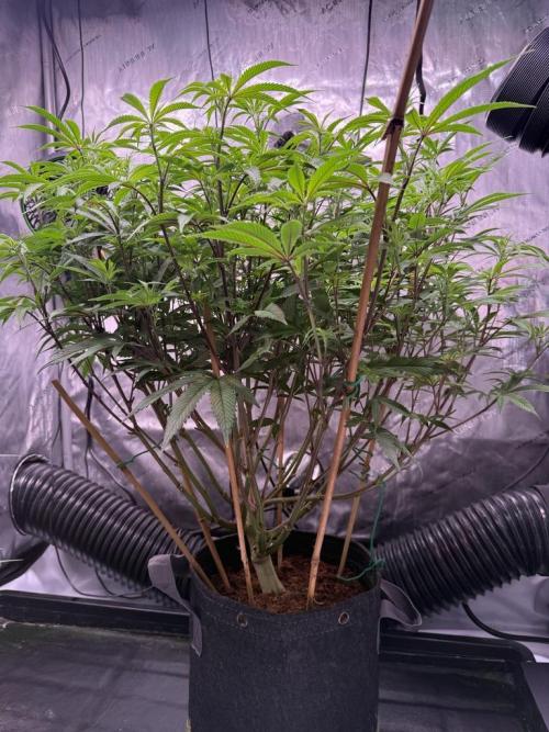 Blueberry Runtz-Clone. Week 8 - Day 54