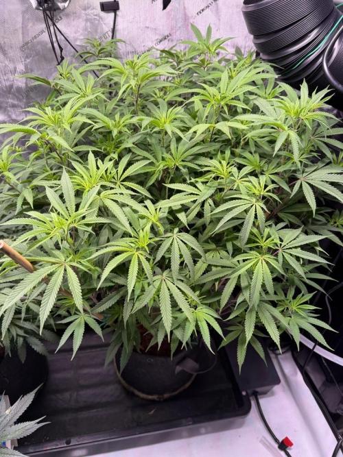 Blueberry Runtz-Clone. Week 8 - Day 55