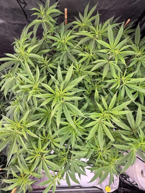 Blueberry Runtz-Clone. Week 8 - Day 55