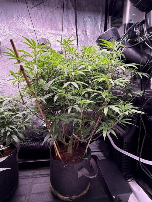 Blueberry Runtz-Clone. Week 8 - Day 55