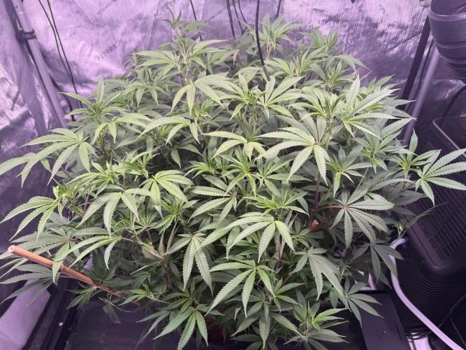 Blueberry Runtz-Clone. Week 8 - Day 56