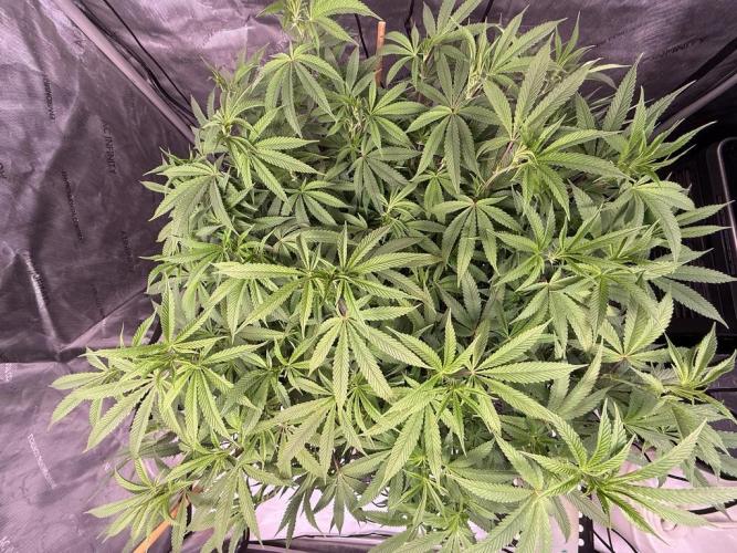 Blueberry Runtz-Clone. Week 8 - Day 56
