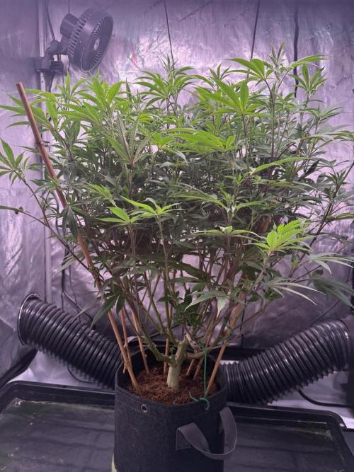Blueberry Runtz-Clone. Week 8 - Day 56
