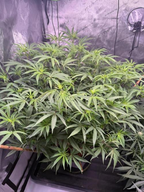 Blueberry Runtz-Clone. Week 9 - Day 57