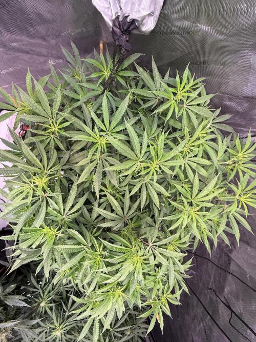 Blueberry Runtz-Clone. Week 9 - Day 57