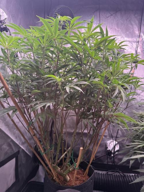 Blueberry Runtz-Clone. Week 9 - Day 57
