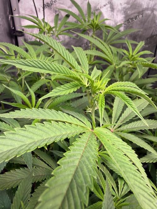 Blueberry Runtz-Clone. Week 9 - Day 57