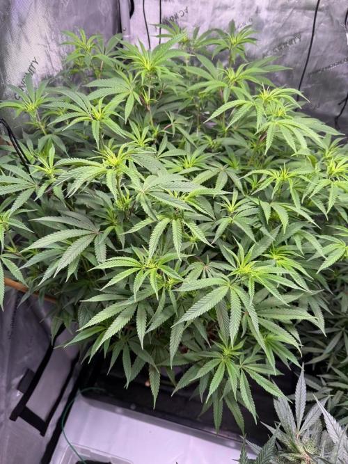 Blueberry Runtz-Clone. Week 9 - Day 58
