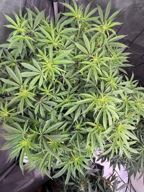 Blueberry Runtz-Clone. Week 9 - Day 58