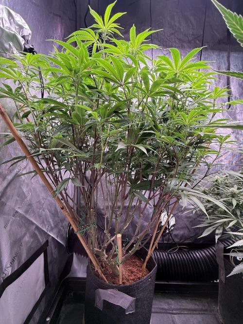 Blueberry Runtz-Clone. Week 9 - Day 58
