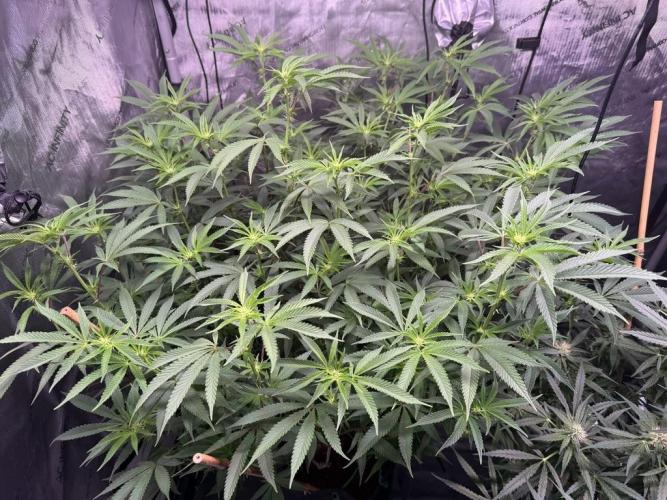 Blueberry Runtz-Clone. Week 9 - Day 60