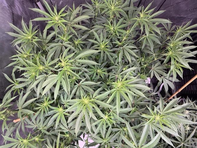 Blueberry Runtz-Clone. Week 9 - Day 60