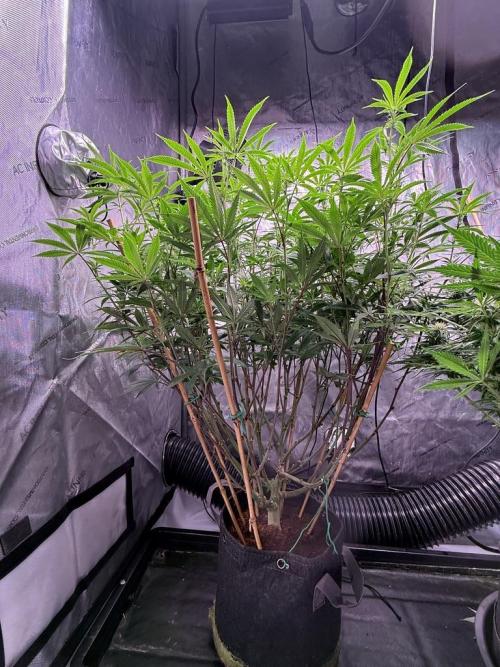 Blueberry Runtz-Clone. Week 9 - Day 60