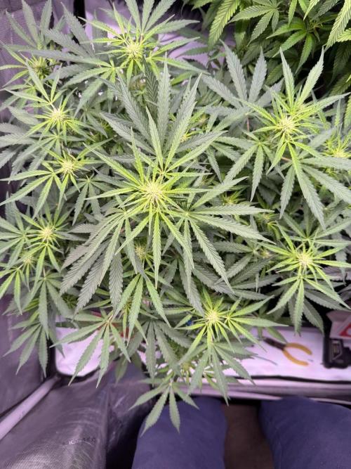 Sour HubbaBubba Haze-Mephisto Bonus. Week 7 - Day 49