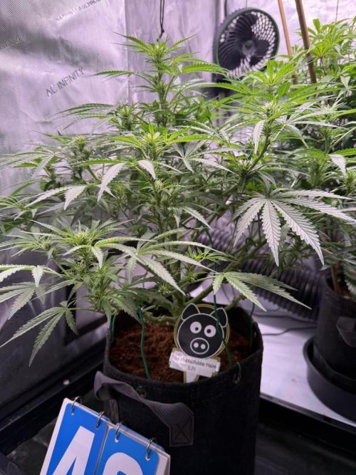 Sour HubbaBubba Haze-Mephisto Bonus. Week 7 - Day 49
