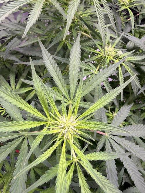 Sour HubbaBubba Haze-Mephisto Bonus. Week 7 - Day 49