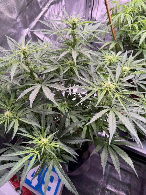 Sour HubbaBubba Haze-Mephisto Bonus. Week 8 - Day 50