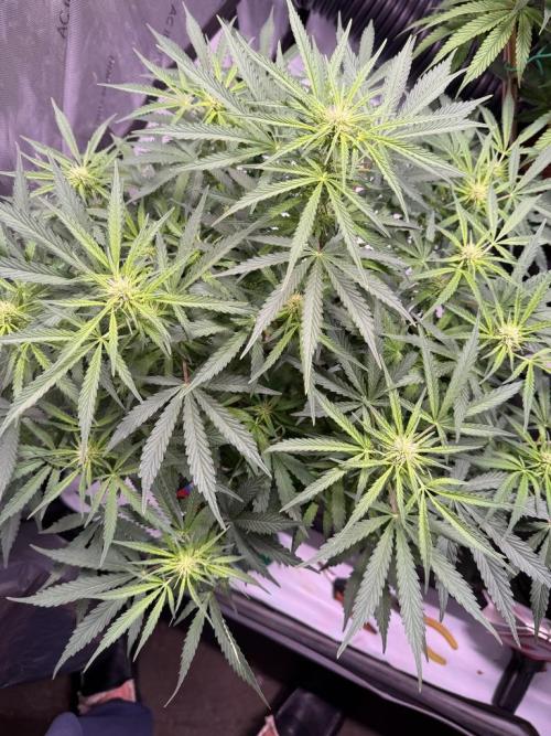Sour HubbaBubba Haze-Mephisto Bonus. Week 8 - Day 50