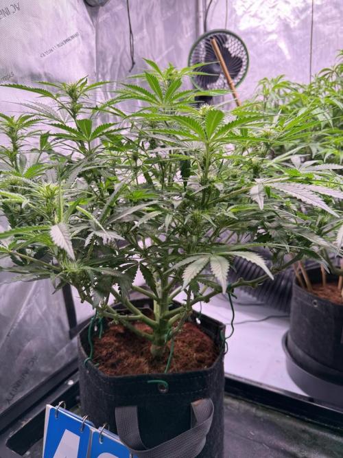 Sour HubbaBubba Haze-Mephisto Bonus. Week 8 - Day 50