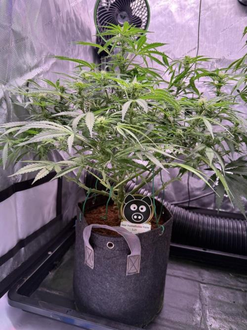Sour HubbaBubba Haze-Mephisto Bonus. Week 8 - Day 51