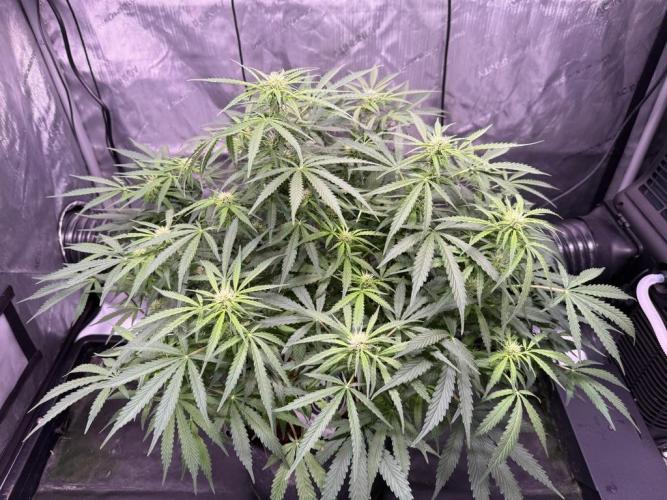 Sour HubbaBubba Haze-Mephisto Bonus. Week 8 - Day 51