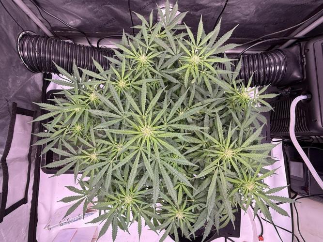 Sour HubbaBubba Haze-Mephisto Bonus. Week 8 - Day 51