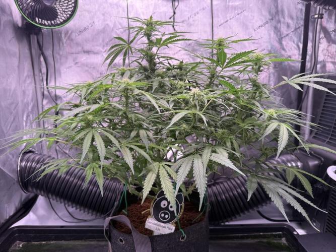 Sour HubbaBubba Haze-Mephisto Bonus. Week 8 - Day 52