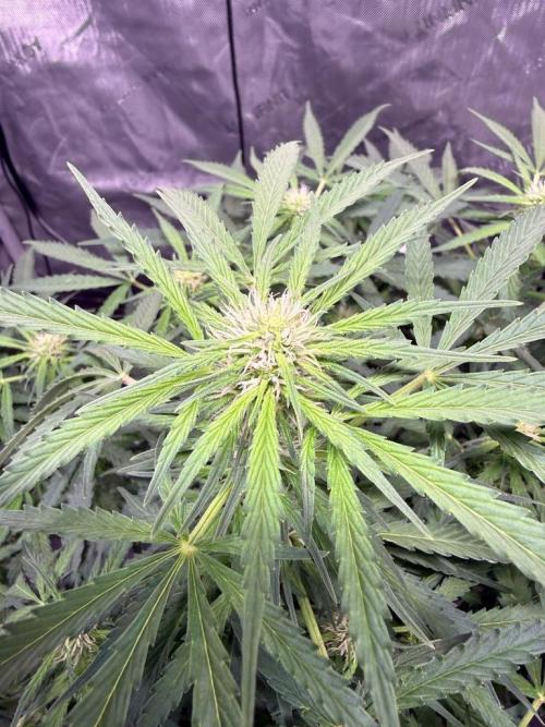 Sour HubbaBubba Haze-Mephisto Bonus. Week 8 - Day 52