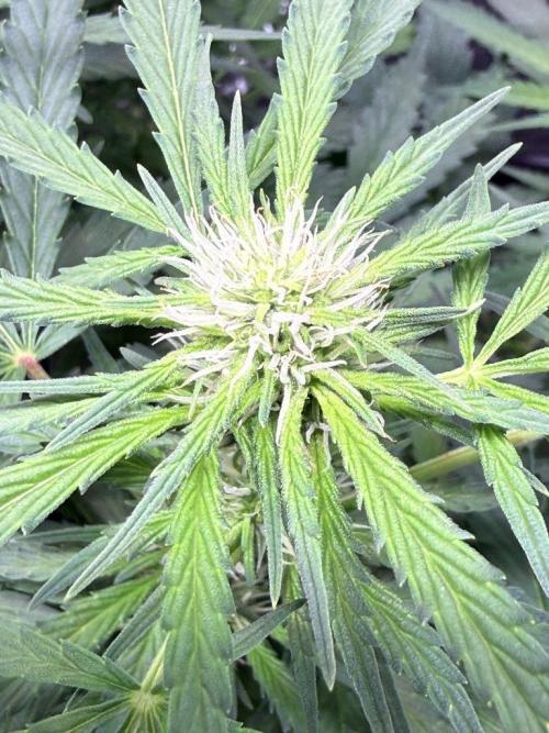 Sour HubbaBubba Haze-Mephisto Bonus. Week 8 - Day 52