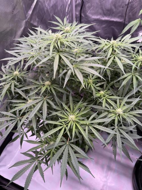 Sour HubbaBubba Haze-Mephisto Bonus. Week 8 - Day 53