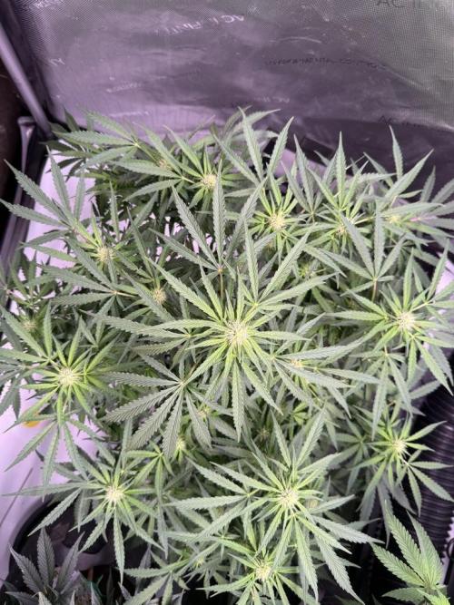 Sour HubbaBubba Haze-Mephisto Bonus. Week 8 - Day 53