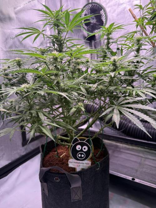 Sour HubbaBubba Haze-Mephisto Bonus. Week 8 - Day 53