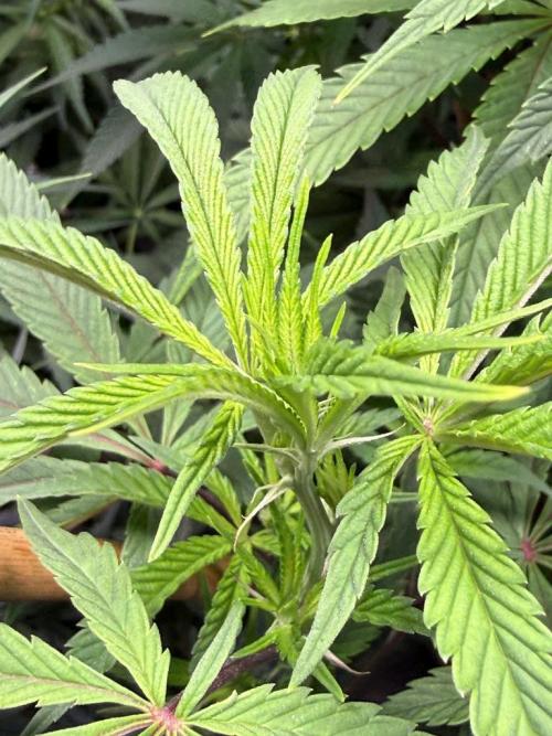 Sour HubbaBubba Haze-Mephisto Bonus. Week 8 - Day 53