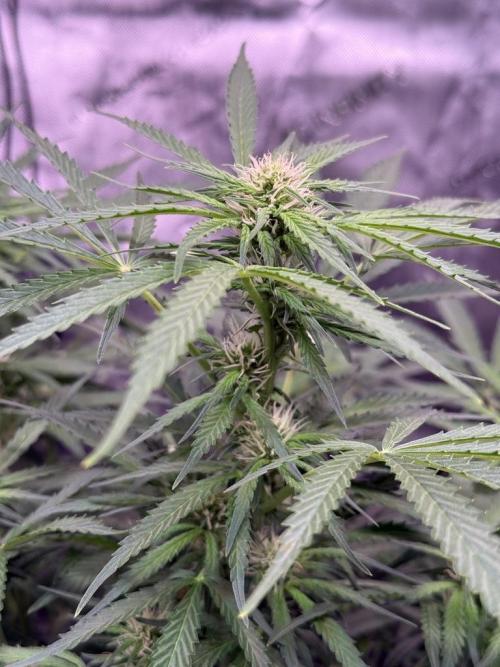 Sour HubbaBubba Haze-Mephisto Bonus. Week 8 - Day 53