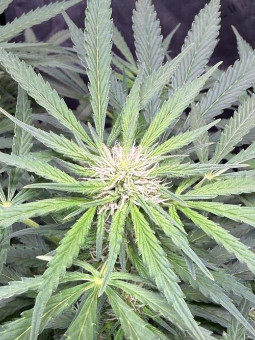 Sour HubbaBubba Haze-Mephisto Bonus. Week 8 - Day 53