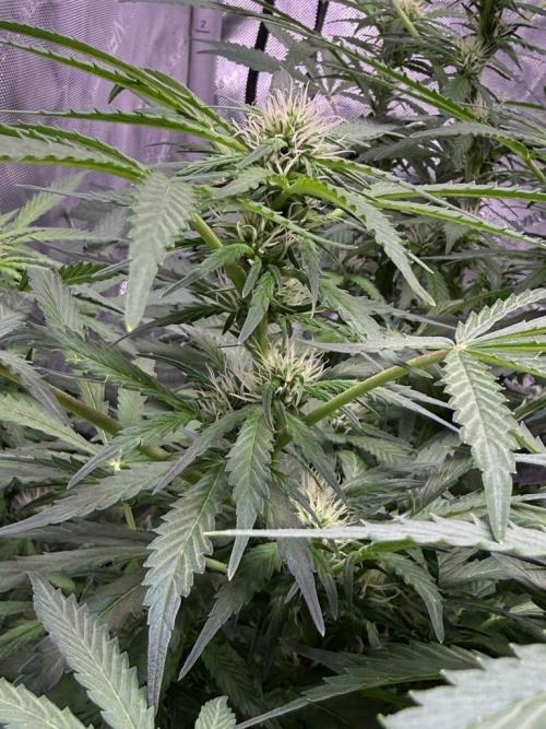 Sour HubbaBubba Haze-Mephisto Bonus. Week 8 - Day 53