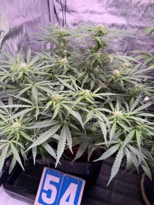 Sour HubbaBubba Haze-Mephisto Bonus. Week 8 - Day 54