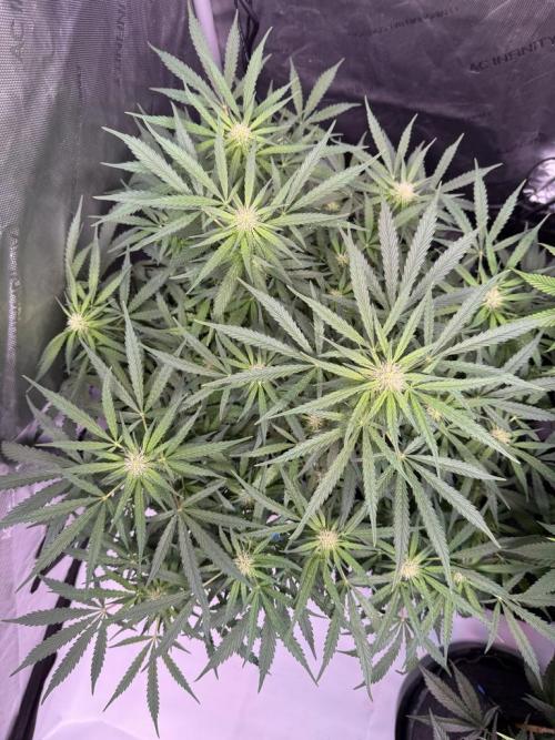 Sour HubbaBubba Haze-Mephisto Bonus. Week 8 - Day 54