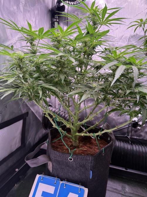 Sour HubbaBubba Haze-Mephisto Bonus. Week 8 - Day 54