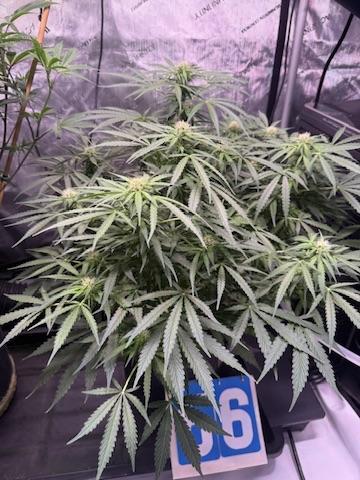 Sour HubbaBubba Haze-Mephisto Bonus. Week 8 - Day 56