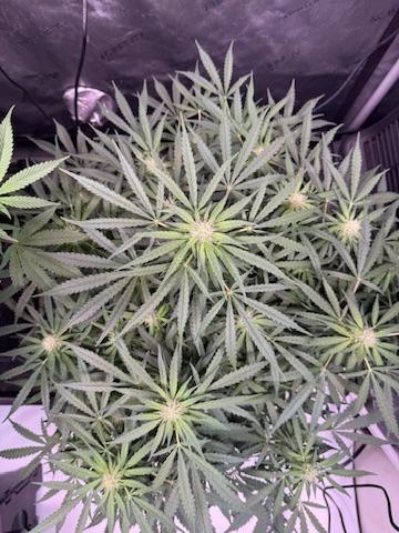 Sour HubbaBubba Haze-Mephisto Bonus. Week 8 - Day 56