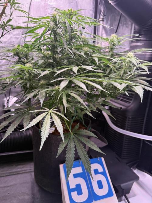Sour HubbaBubba Haze-Mephisto Bonus. Week 8 - Day 56