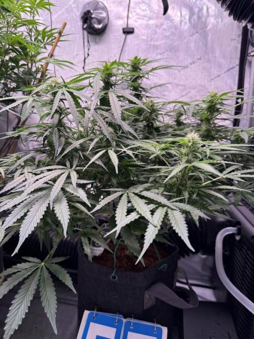Sour HubbaBubba Haze-Mephisto Bonus. Week 9 - Day 57